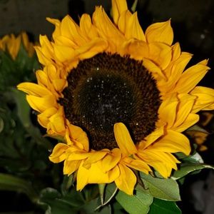 Meet your Posher, Sheila